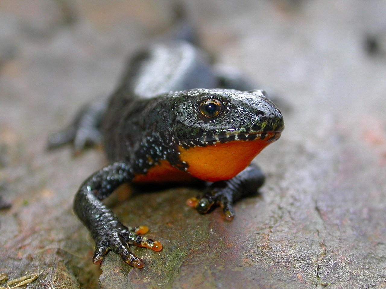 Ichthyosaura alpestris